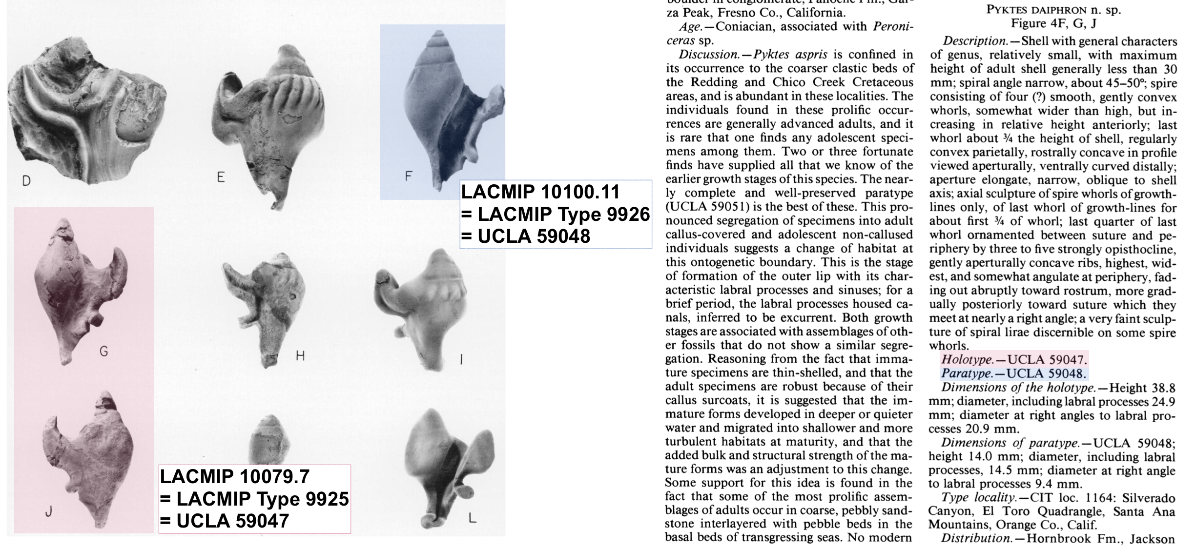 example of LACMIP type specimens figured in publication