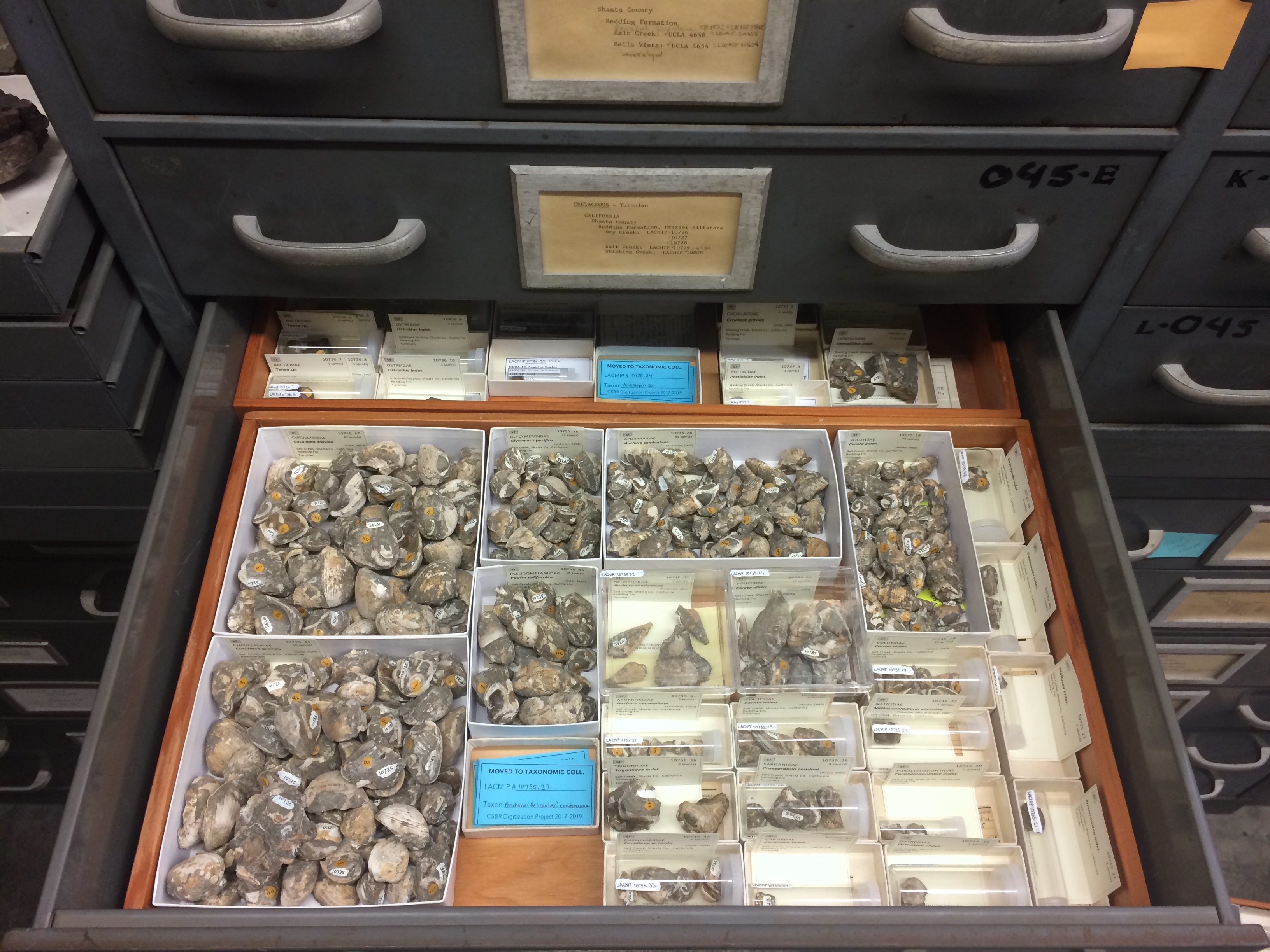 Example of how to rehouse specimen lots in a tray.