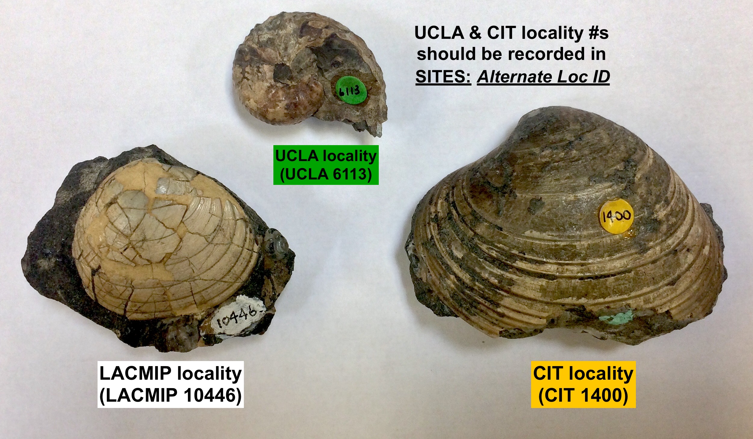 Examples of old locality numbers recorded in *Alternate Loc ID*