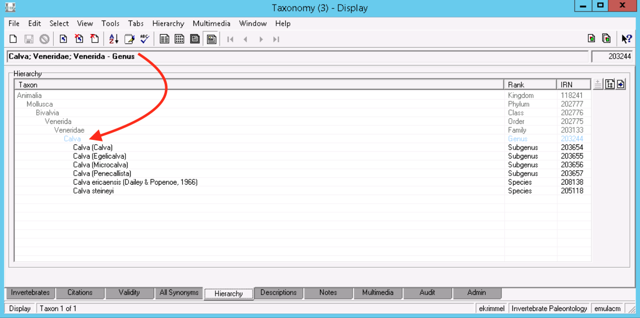 Hierarchy tab of the EMu taxonomy module